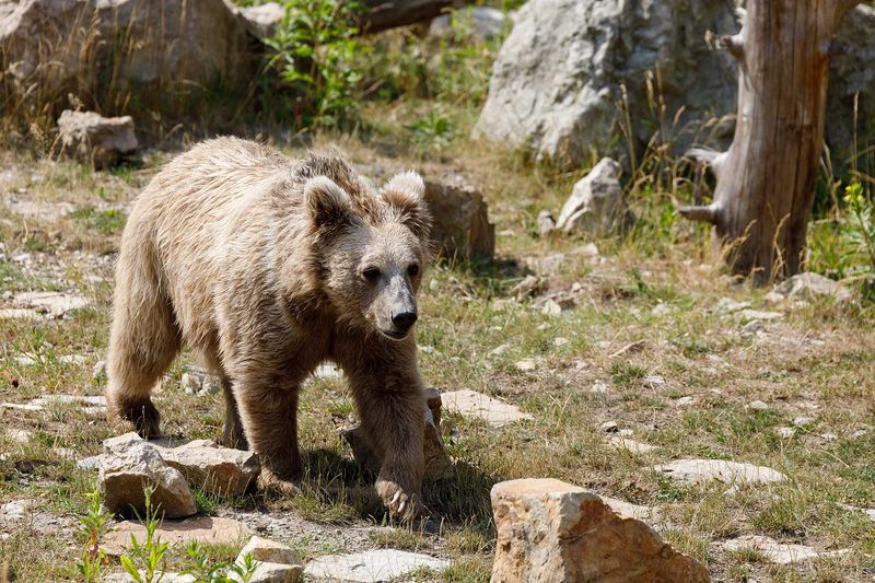 Himalayan Brown Bear
