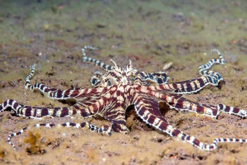Mimic Octopus: The Ultimate Shapeshifter