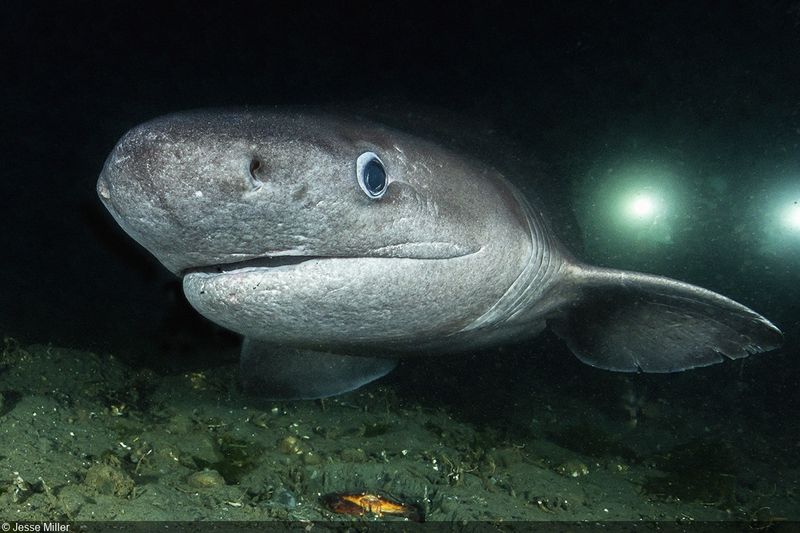 Sixgill Shark