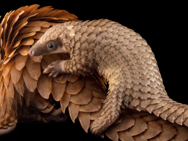 Pangolins: The Walking Pinecones