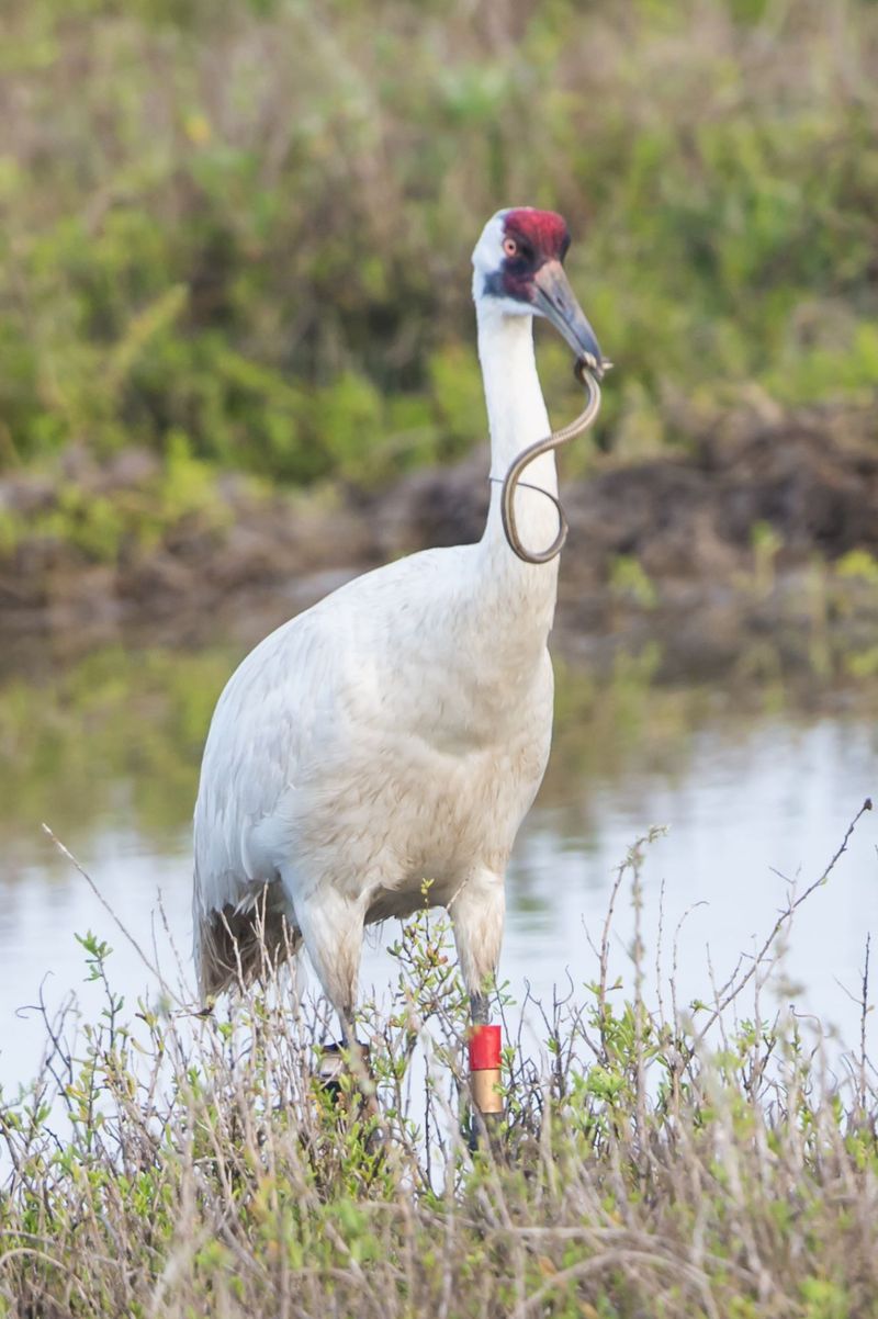 Crane