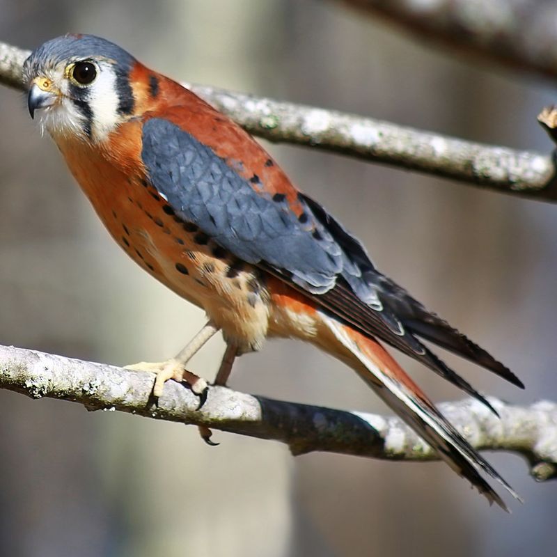 American Kestrel: The Colorful Mini-Falcon