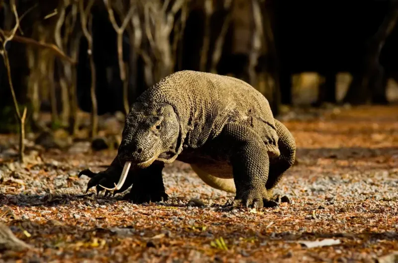 Komodo Dragon