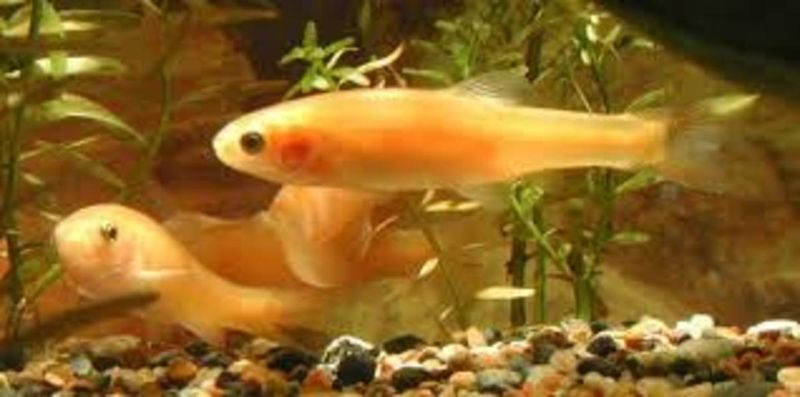 Rosy Red Minnows: Budget-Friendly Beauties