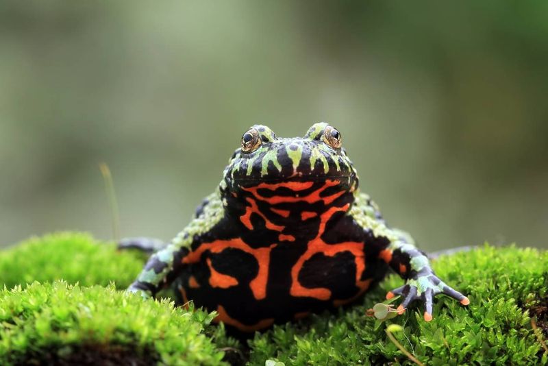 Rainbow-Backed Chinese Fire-Bellied Toads