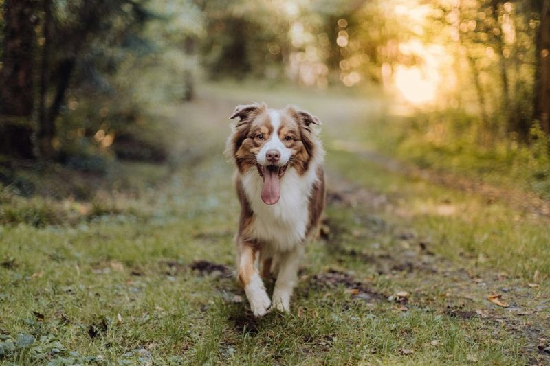 Australian Shepherd – The Workaholic Wizard