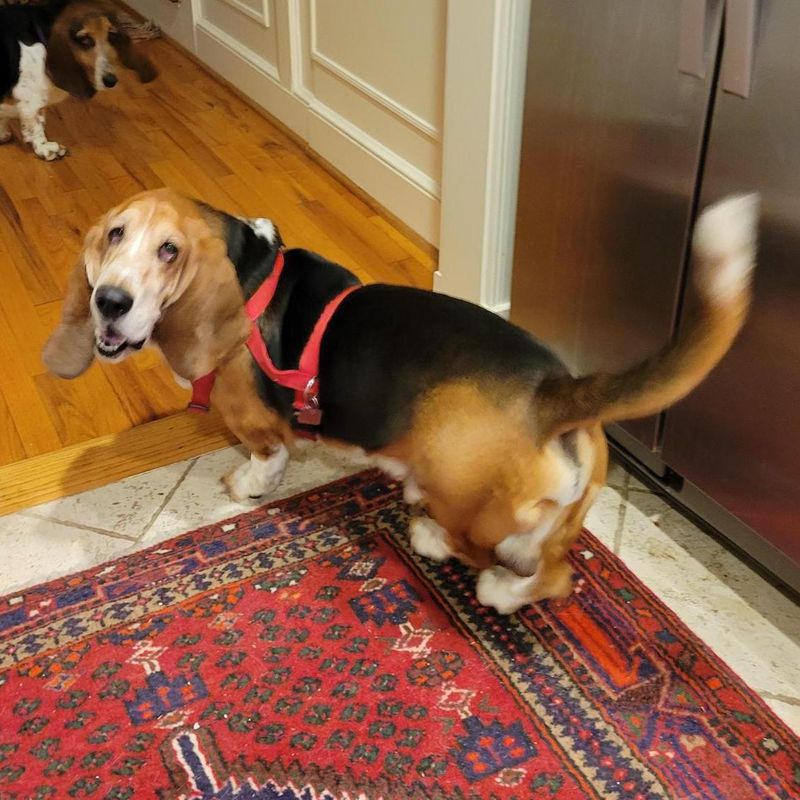 Basset Hound