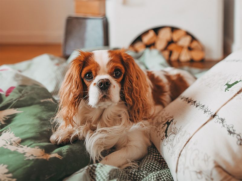 Cavalier King Charles Spaniel