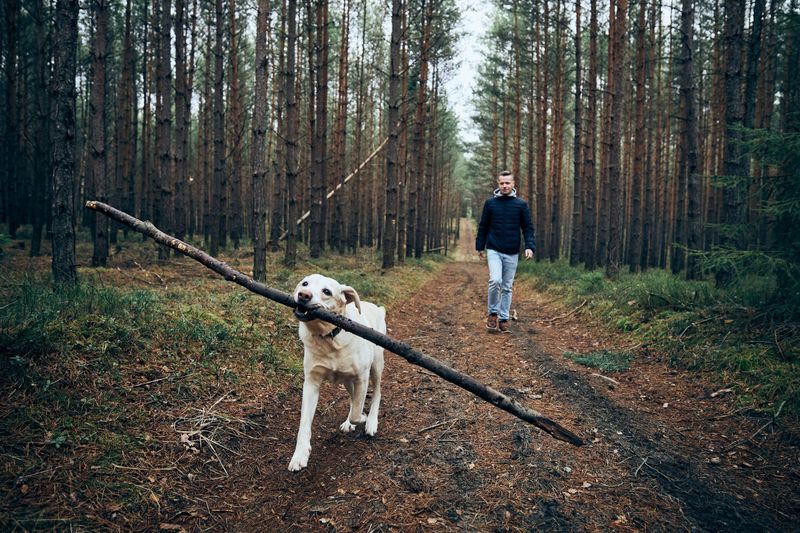 Labrador Retriever