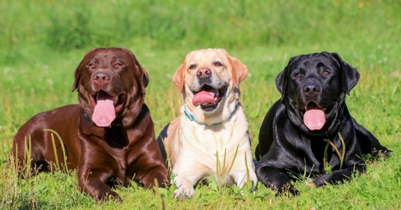 Labrador Retriever
