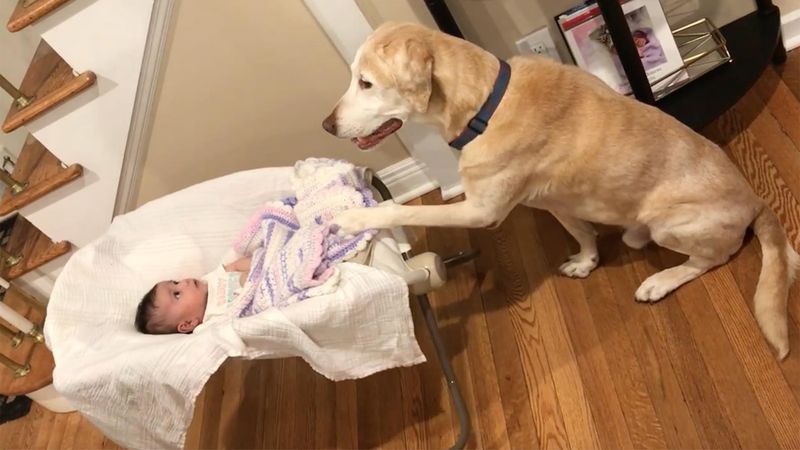 Labrador Retriever