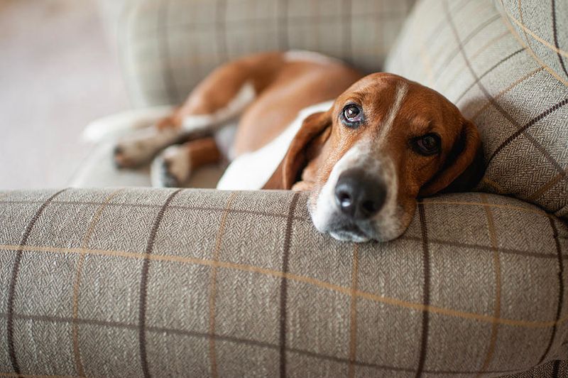 Basset Hound