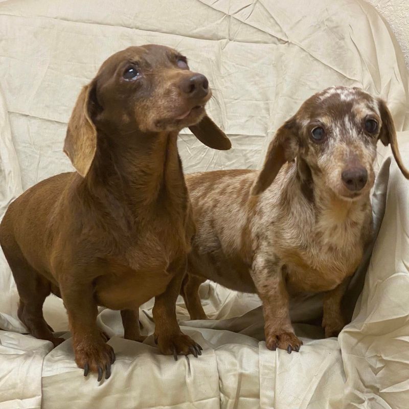Dachshund