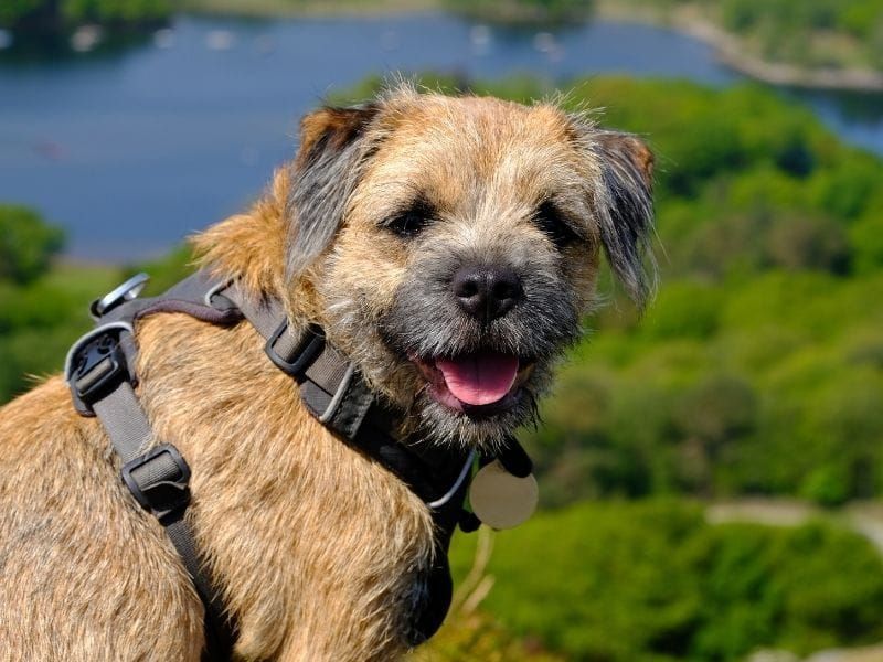 Border Terrier