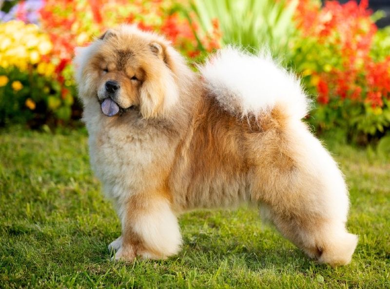 Chow Chow