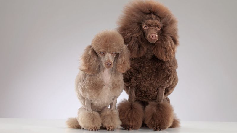 Poodle
