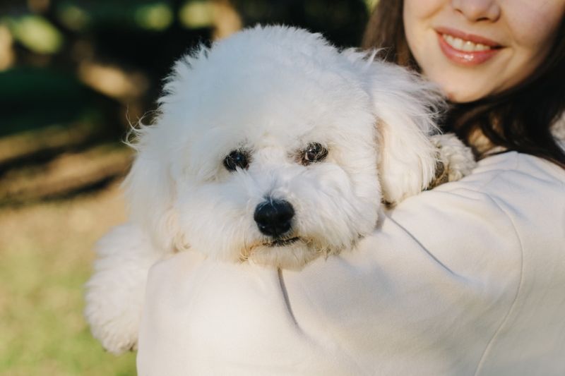 Bichon Frise: Cloud-Like Cuddle Buddies