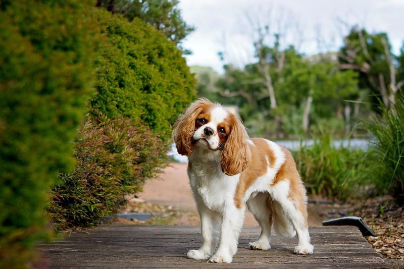 Cavalier King Charles Spaniel: Royal Softness