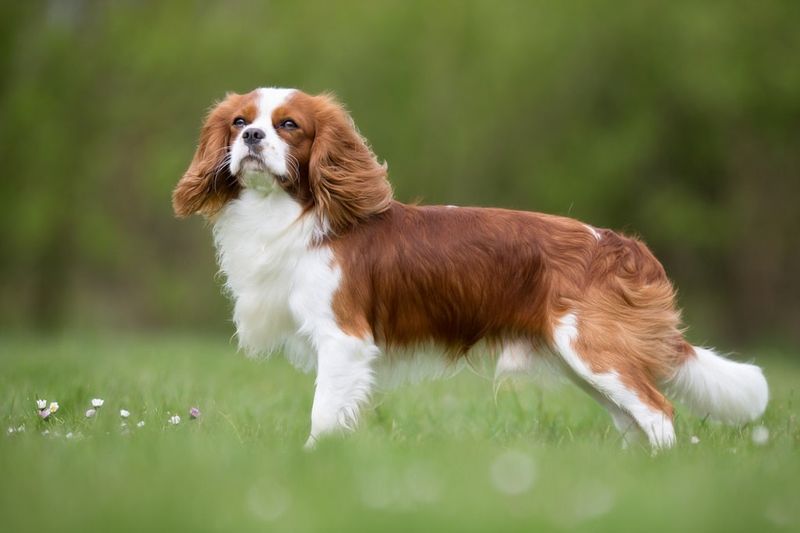 Cavalier King Charles Spaniel: Royal Refinement