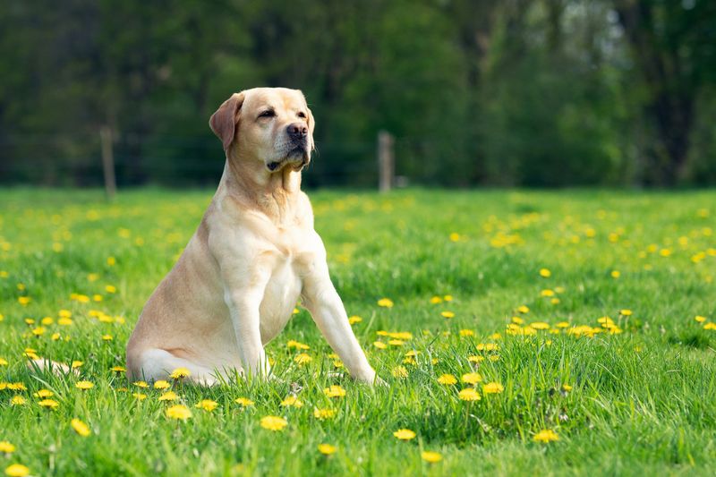Labrador Retriever: Your Loyal Shadow