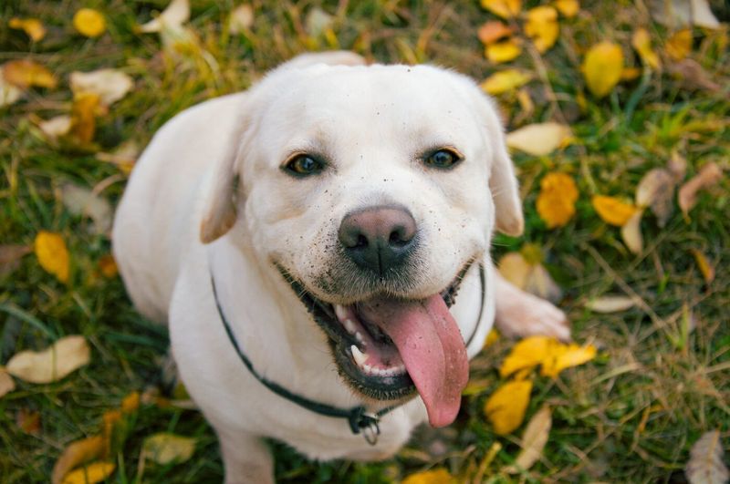 Labrador Retriever: The Tension Detector