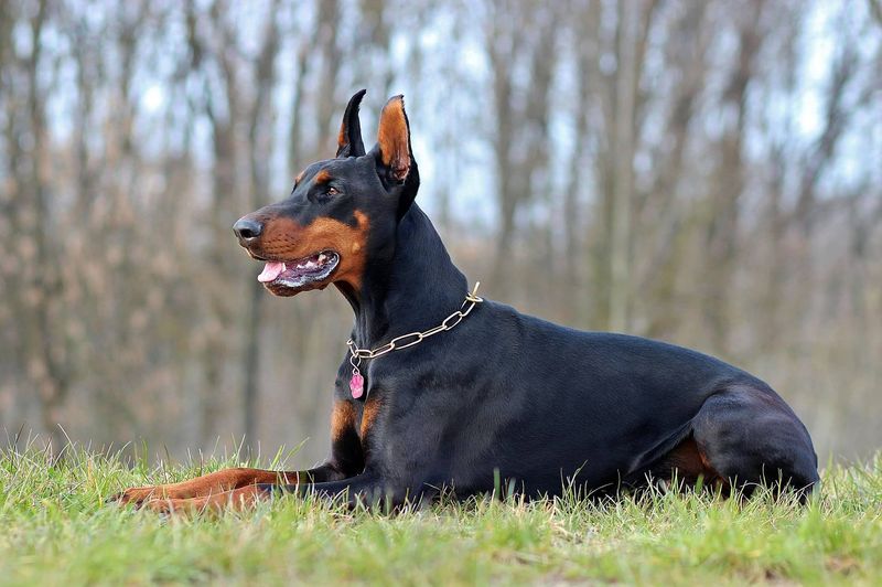 Doberman Pinscher: The Velcro Vigilante