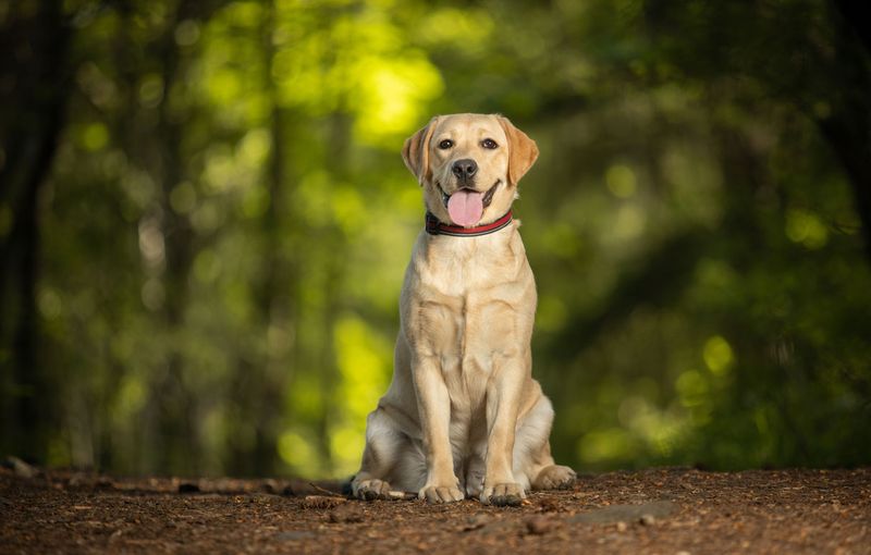 Labrador Retriever: Everyone's Best Buddy