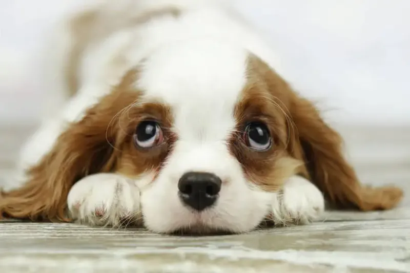 Cavalier King Charles Spaniel: Lap-Sized Love Experts