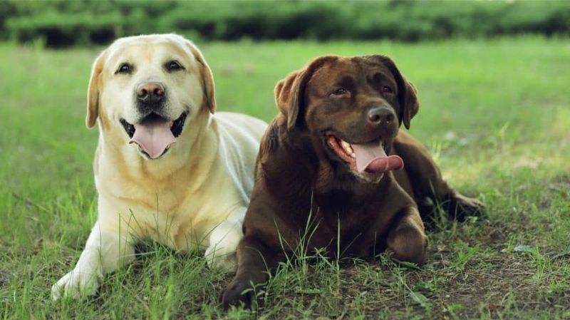 Labrador Retriever: The Devoted Playmate
