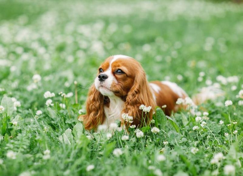 Cavalier King Charles Spaniel - Royal Lapdogs Welcome Anywhere
