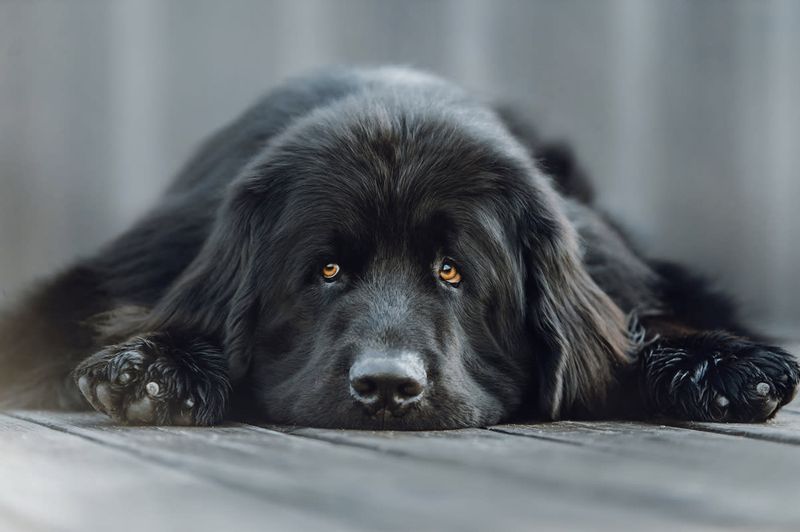 Newfoundland: The Fuzzy Lifeguard For Emotional Storms