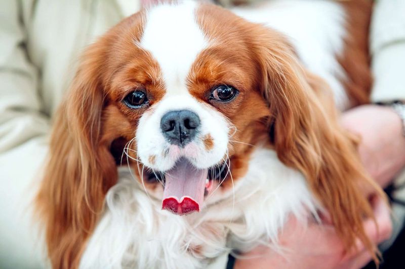 Cavalier King Charles Spaniel: Lap-Sized Love Experts