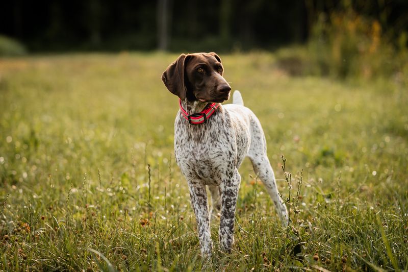German Shorthaired Pointer