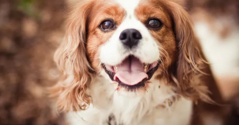 Cavalier King Charles Spaniel