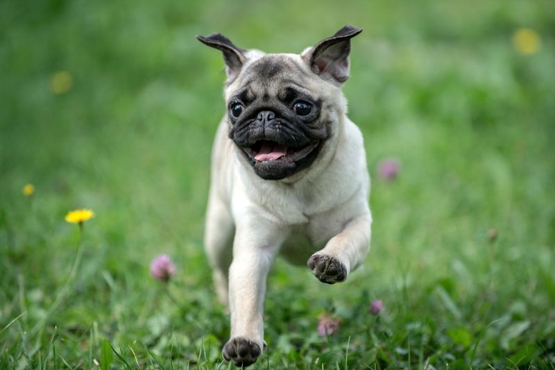 Pugs