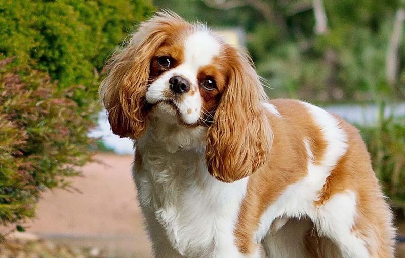 Cavalier King Charles Spaniels