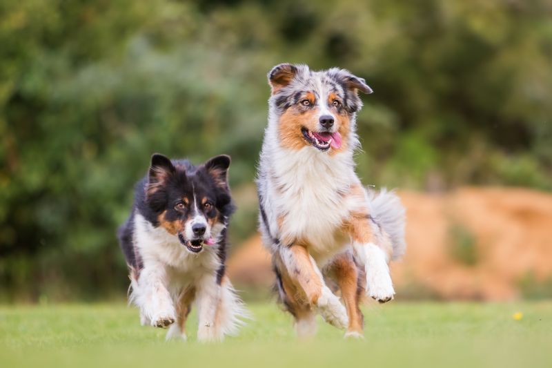 Australian Shepherds: Teamwork Makes The Dream Work