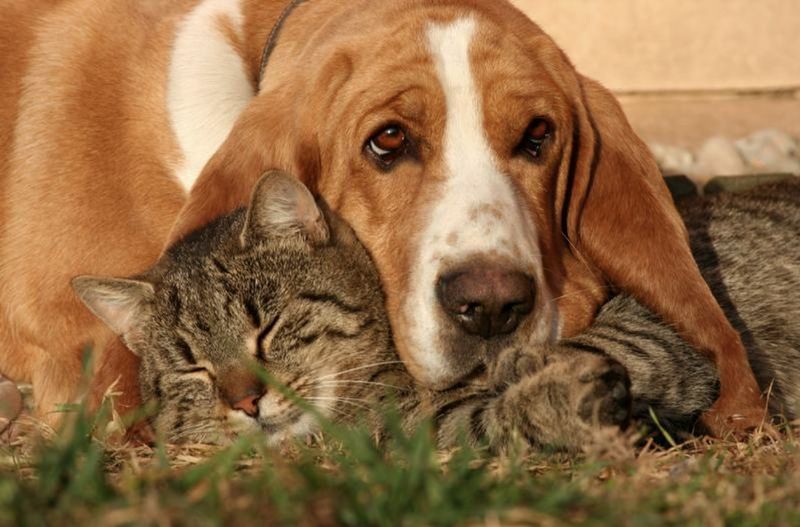 Basset Hounds: Laid-Back Buddies