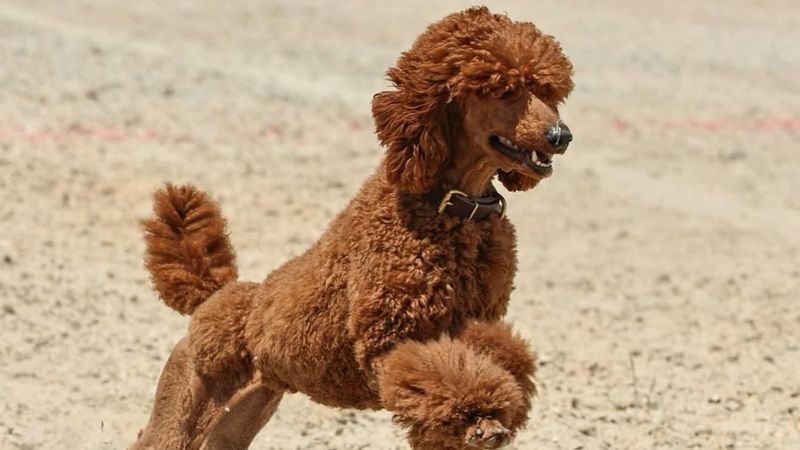Standard Poodles: The Brainy Buddies