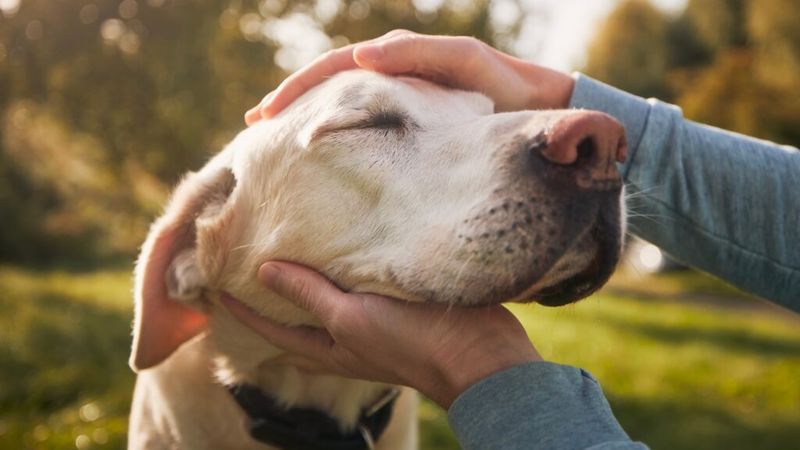 Labrador Retrievers: Affection In Motion