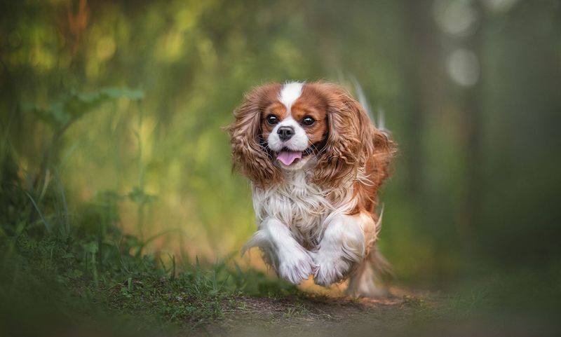 Cavalier King Charles Spaniels: Royal Composure