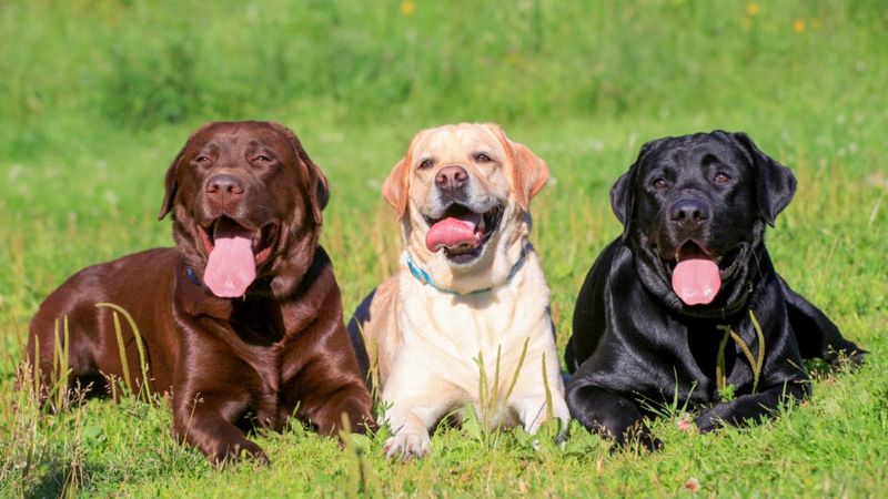 Labrador Retrievers: America's Favorite Companion
