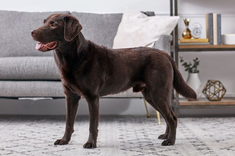 Labrador Retrievers: Never Met A Stranger