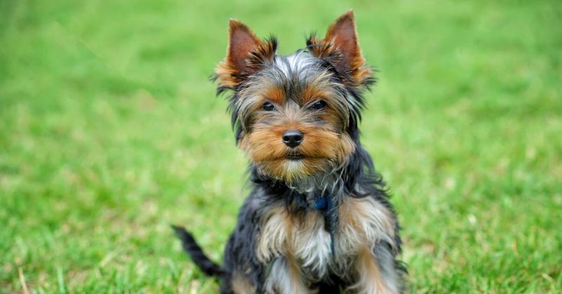 Yorkshire Terrier