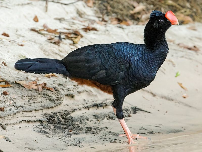 Alagoas Curassow