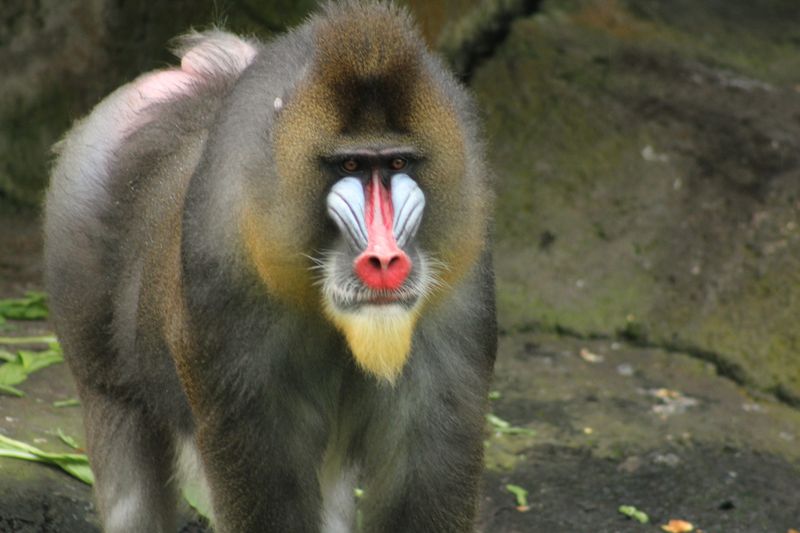 Mandrill: Nature's Living Canvas