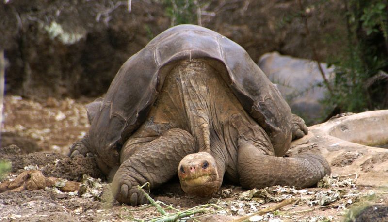 Pinta Island Tortoise: Lonesome George's Legacy