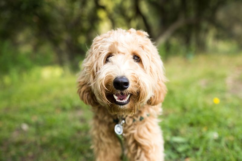 Labradoodle – The Versatile Companion
