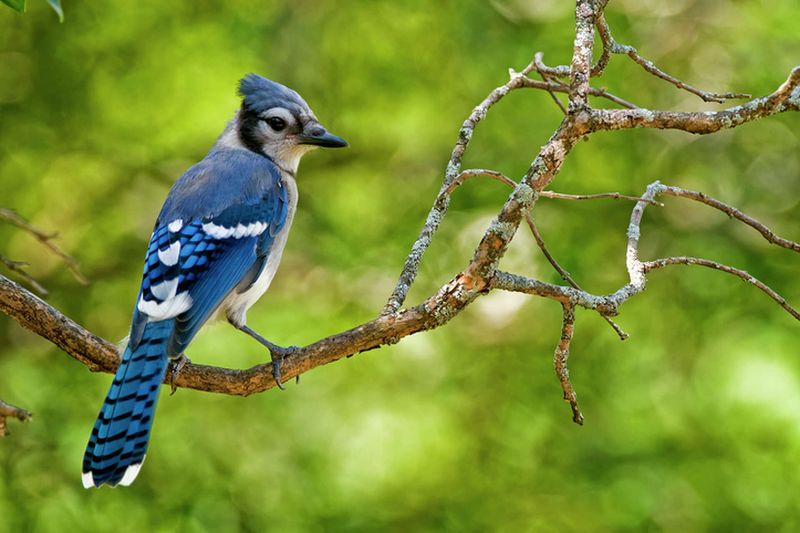 Blue Jay