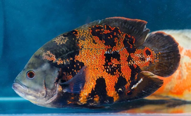 Oscar Fish – The Aquatic Puppy Dogs
